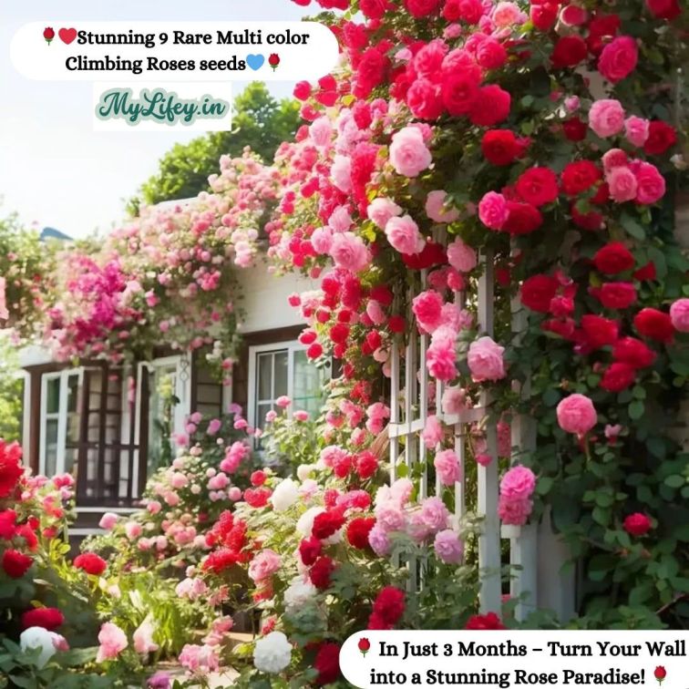 Flora™ Climbing Rose Flower Seeds — Year-Round Blooming (UK Imported)