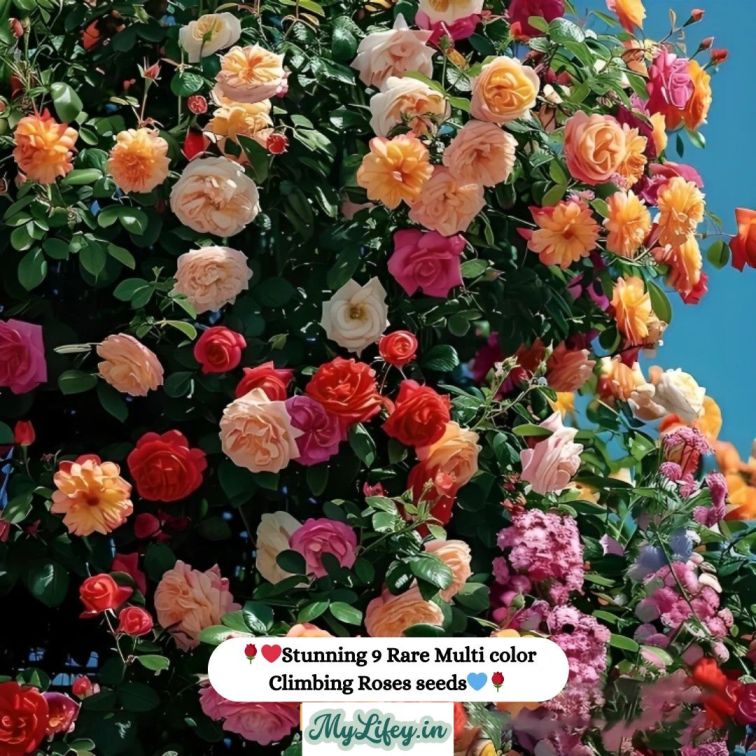 Flora™ Climbing Rose Flower Seeds — Year-Round Blooming (UK Imported)
