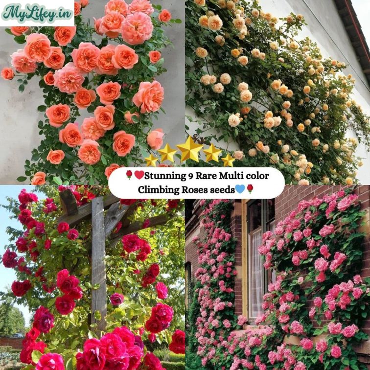 Flora™ Climbing Rose Flower Seeds — Year-Round Blooming (UK Imported)