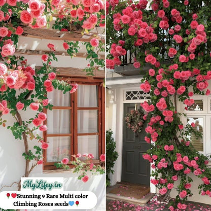 Flora™ Climbing Rose Flower Seeds — Year-Round Blooming (UK Imported)