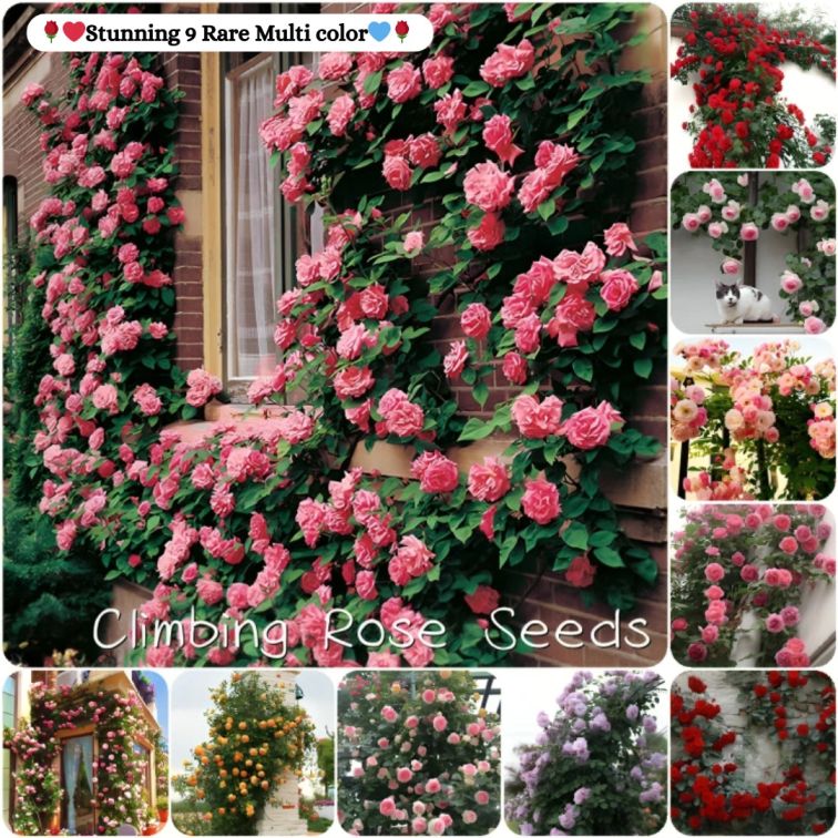 Flora™ Climbing Rose Flower Seeds — Year-Round Blooming (UK Imported)