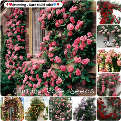 Flora™ Climbing Rose Flower Seeds — Year-Round Blooming (UK Imported)