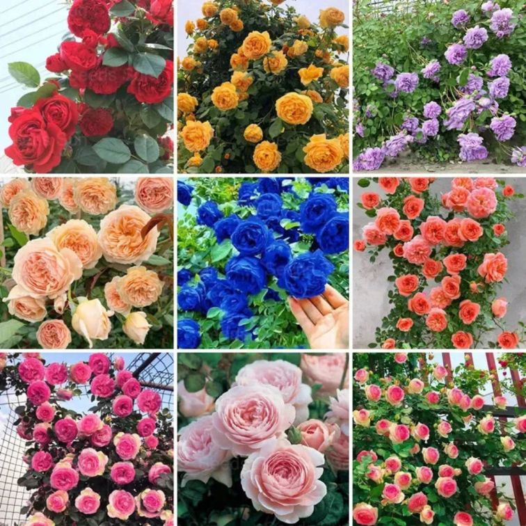 Flora™ Climbing Rose Flower Seeds — Year-Round Blooming (UK Imported)