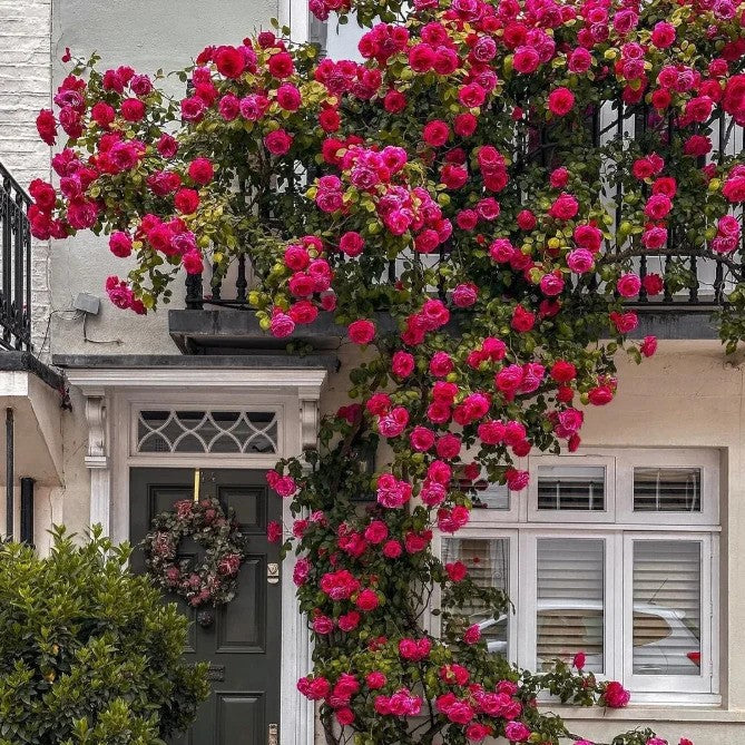 Flora™ Climbing Rose Flower Seeds — Year-Round Blooming (UK Imported)
