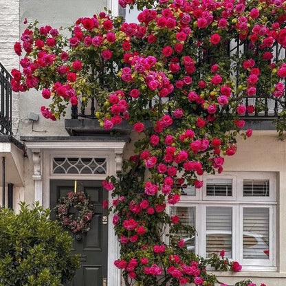 Flora™ Climbing Rose Flower Seeds — Year-Round Blooming (UK Imported)